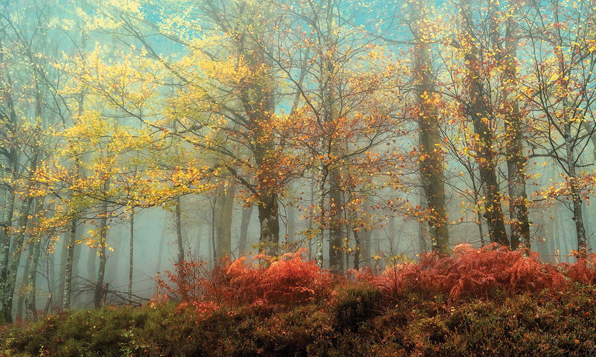 Small - Beeches In The Mist By Lars Van De Goor - Blue