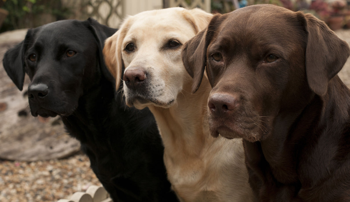 Small - Three Shades Of Loyalty - Dark Brown