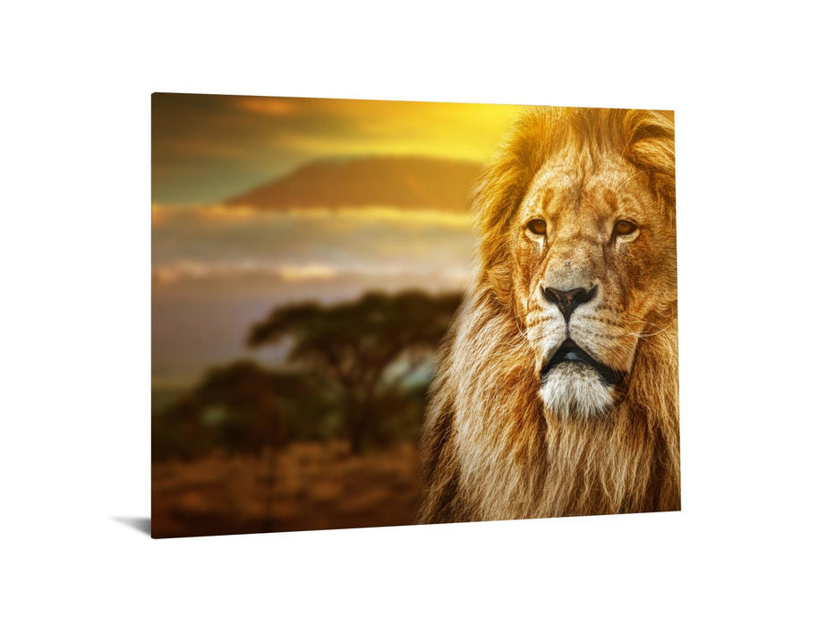 Tempered Glass With Foil - Lion Safari - Light Brown