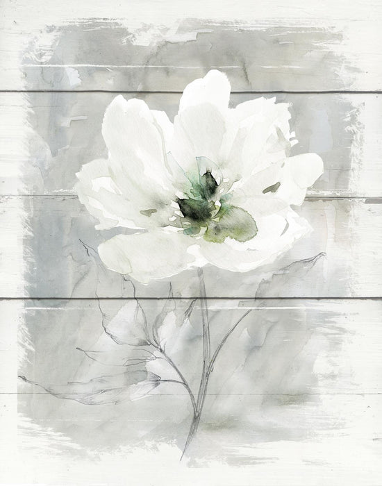 Farmhouse Rose II By Carol Robinson - Silver - Pearl Silver