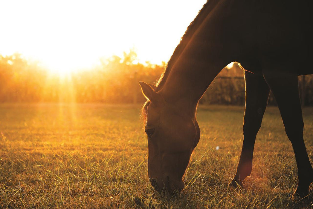 Small - Sunset Grazing I By Donnie Quillen - Yellow