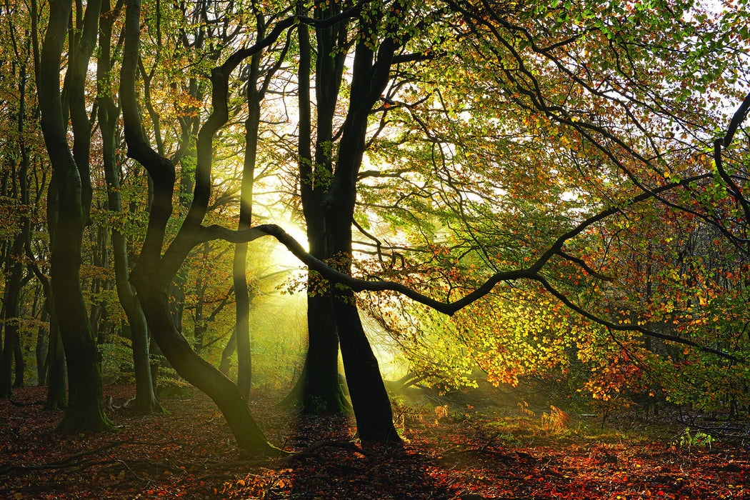 Share This Dance With Me By Lars Van De Goor - Green