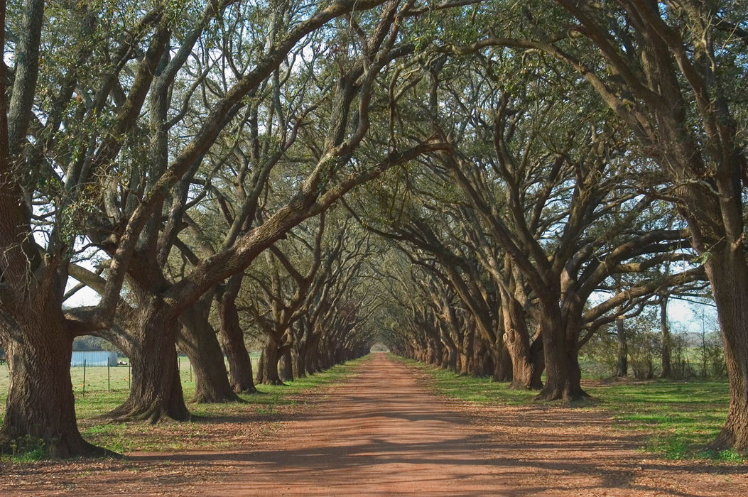 Oak Alley By Alexey - Dark Brown