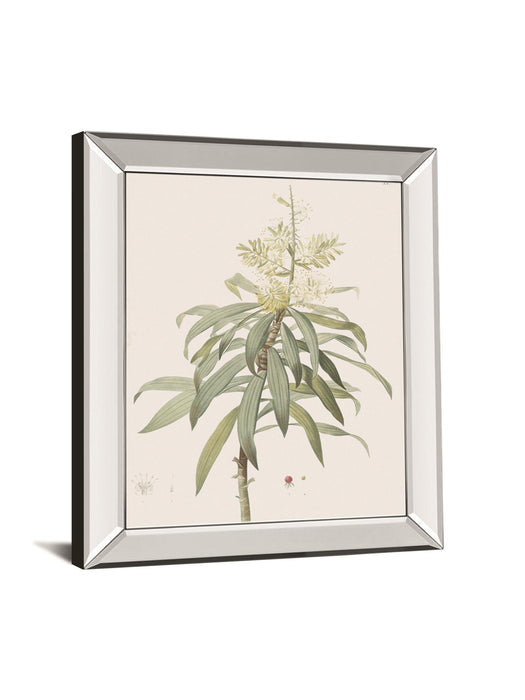 Dracaena Reflexa By Pierre Joseph Redoute - Mirror Framed Print Wall Art - White