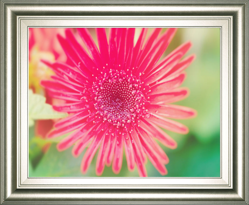 Pink Gerbera By Susan Bryant - Framed Print Wall Art - Pink