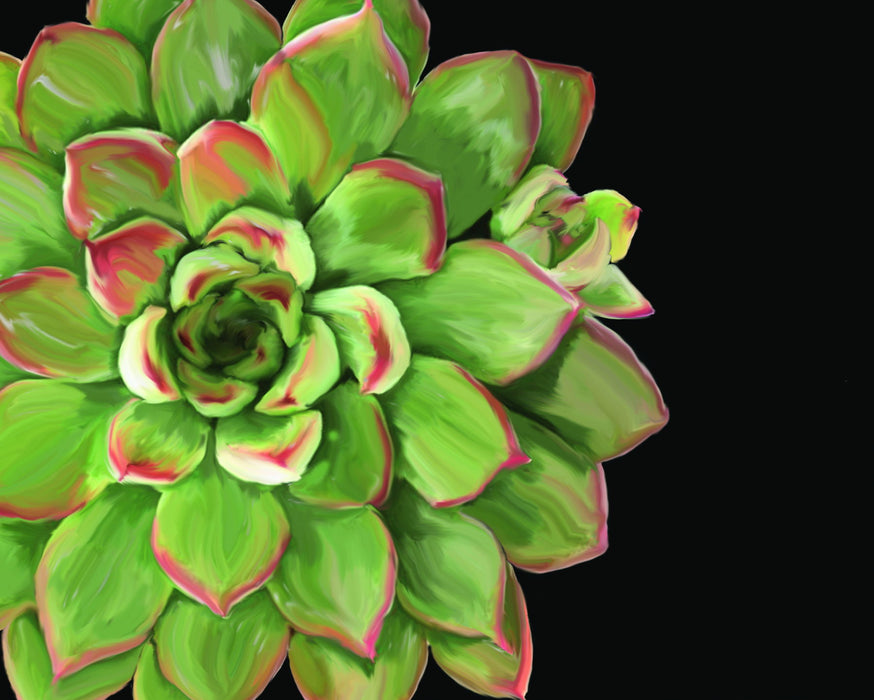 Small - Succulent Elegans II By Jg Studios - Green