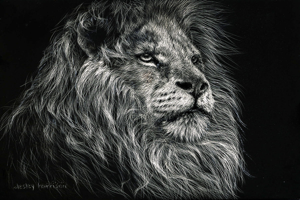 Small - African Lion By Lesley Harrison - Dark Gray