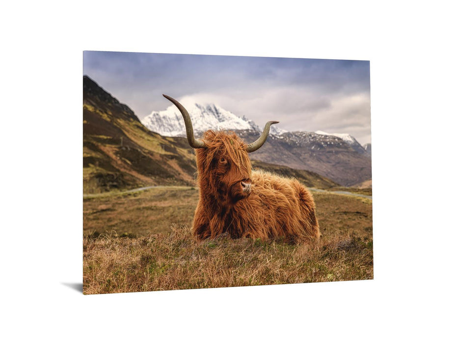 Tempered Glass With Foil - Highland Cow 2 - Light Brown