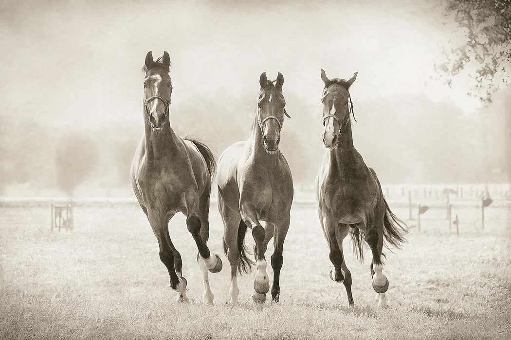 Framed - The Young Ones By Lars Van De Goor - Light Brown